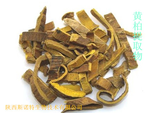 黄柏最新价格及动态分析概览