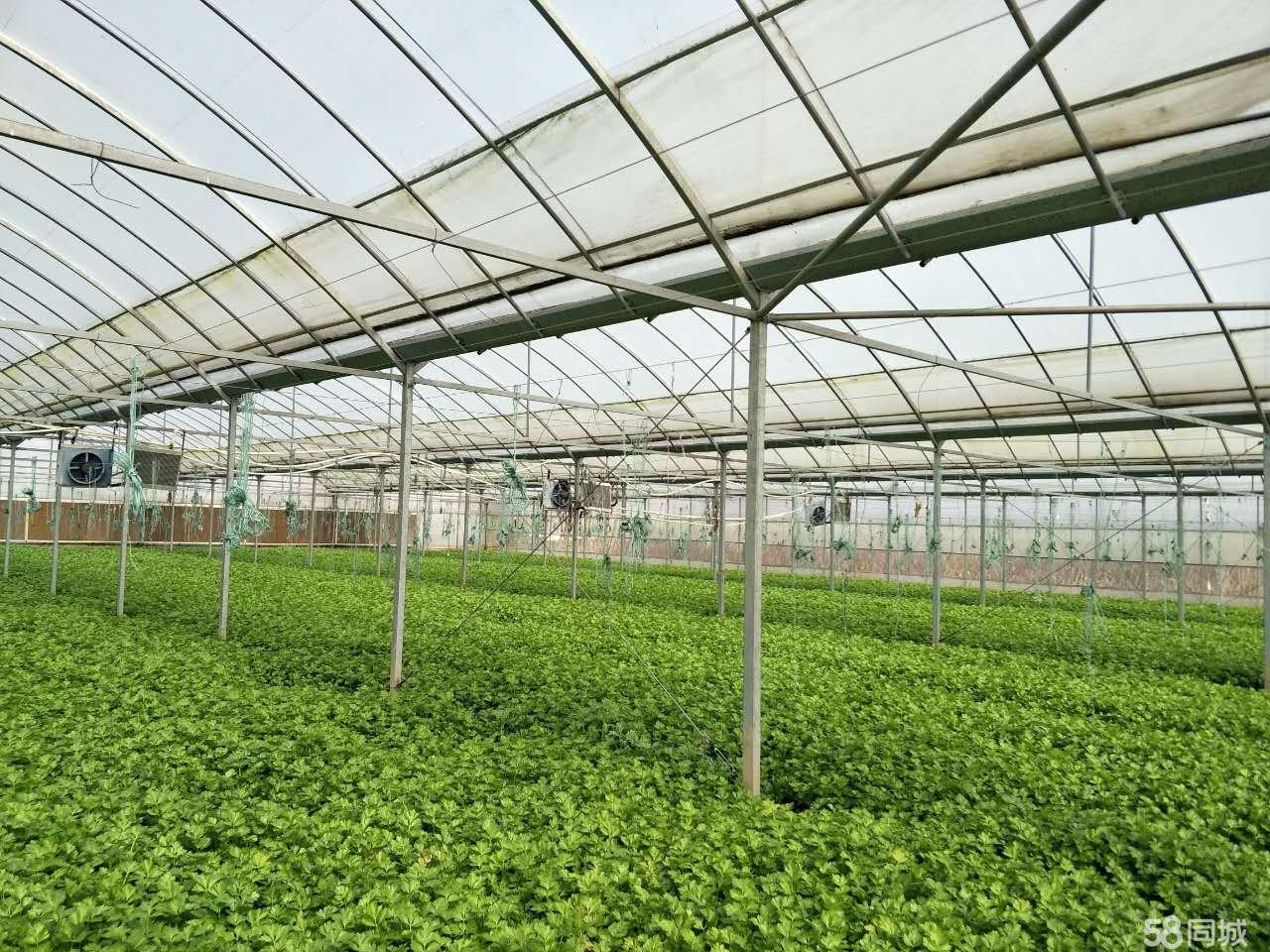 最新大棚出租，推动农业发展的强大引擎